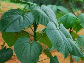 Cây dại mọc bờ bụi có tên vô cùng lạ, nay được ưa chuộng vì hương vị đặc biệt, ít ai được thưởng thức