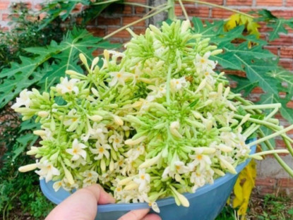 Thứ xưa rụng đầy gốc, có vị đắng nay thành đặc sản được ưa chuộng, làm đủ món ngon