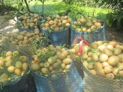 Loại quả chỉ có ở Đồng Tháp xưa không ai ngó ngàng, nay thành đặc sản được ưa chuộng dịp Tết, 70.000 đồng/kg