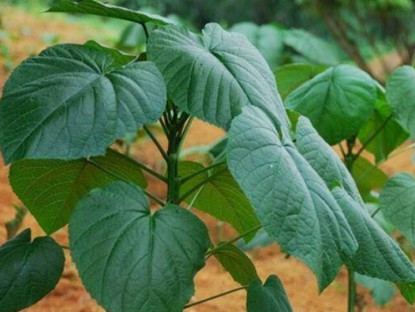 Cây dại mọc bờ bụi có tên vô cùng lạ, nay được ưa chuộng vì hương vị đặc biệt, ít ai được thưởng thức