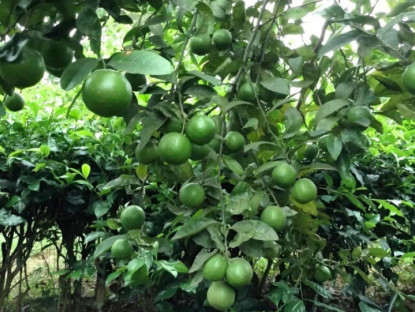 Nông dân đổi đời nhờ loại cây nghe tên đã "thấy giàu", ít tốn công chăm sóc, trồng một lần thu hoạch nhiều năm