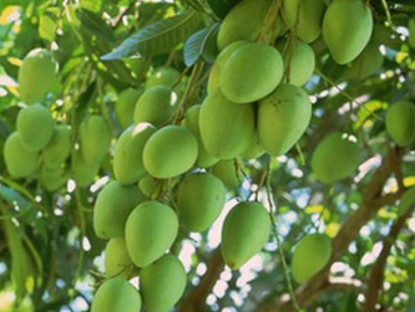 Loại quả "tốt nhất thế giới" chỉ có ở Đồng Tháp, thành đặc sản đắt khách dịp Tết, trồng một lần thu hoạch nhiều năm