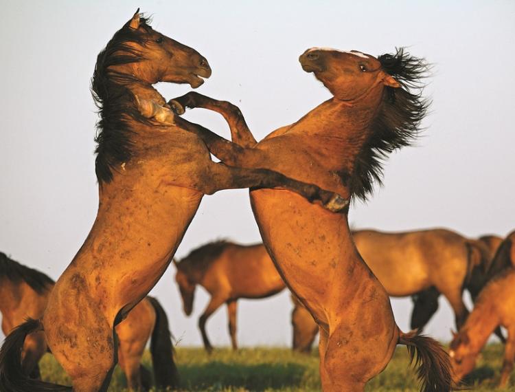 Đổi vị ngày Tết với món sườn