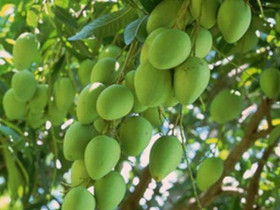 Loại quả "tốt nhất thế giới" chỉ có ở Đồng Tháp, thành đặc sản đắt khách dịp Tết, trồng một lần thu hoạch nhiều năm