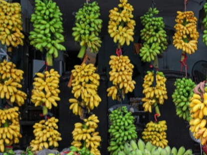 Loại quả "tốt nhất thế giới" chỉ có ở Ninh Bình, trồng 9 tháng cho thu hoạch, thành đặc sản hút khách dịp Tết giá 80.000 đ/kg