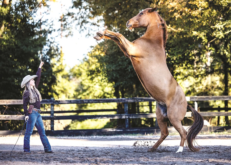 Thông điệp của năm con Ngựa - 3