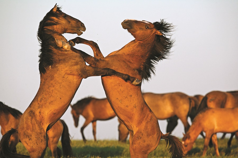 Thông điệp của năm con Ngựa - 1