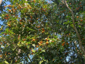 Loại quả "tốt nhất thế giới" chỉ có ở Thanh Hoá, xưa rụng đầy gốc nay thành đặc sản Tết được ưa chuộng, 40.000 đồng/kg