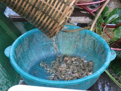 Đặc sản chỉ có ở Thanh Hóa, xưa không dám ăn nay làm nhiều món nổi tiếng, ít người được thưởng thức