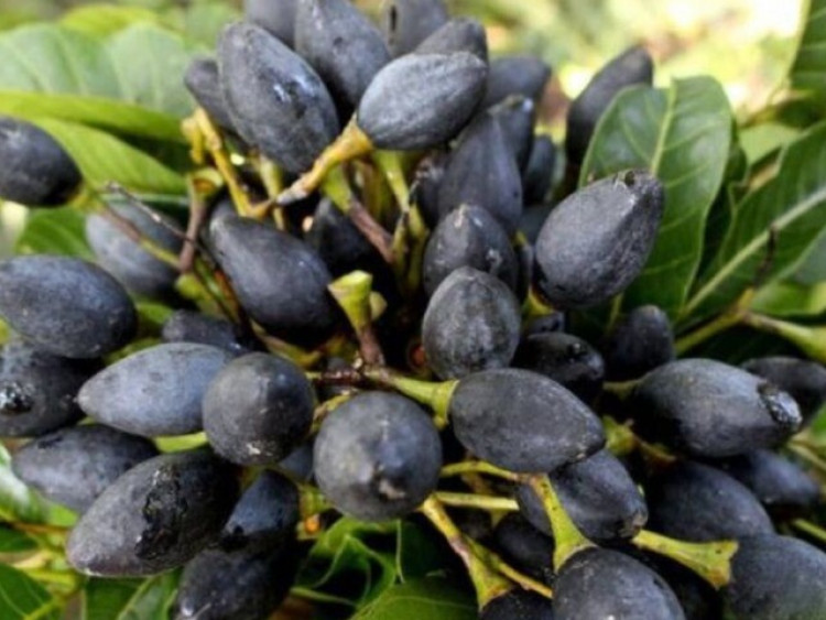 Món xưa nhà nghèo ăn đến chán ngán nay lên đời thành đặc sản lạ, dân thành phố săn lùng, 150.000 đồng/kg