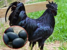 Nghề lạ ở Việt Nam: Nuôi con vật đen cho lợi nhuận “đỏ”, nông dân bỏ túi tiền tỷ mỗi năm, trứng bán 1 triệu đồng/quả