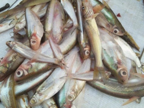 Loại cá xưa có đầy giờ trở thành đặc sản nổi tiếng Quảng Trị, dân sành ăn thi nhau "săn lùng", giá 140.000 đ/kg