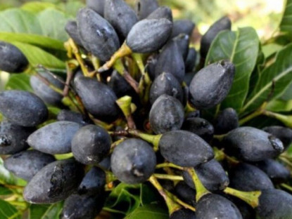 Món xưa nhà nghèo ăn đến chán ngán nay lên đời thành đặc sản lạ, dân thành phố săn lùng, 150.000 đồng/kg