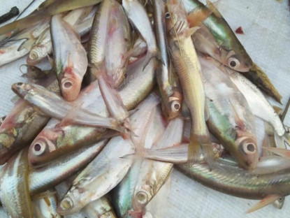 Loại cá xưa có đầy giờ trở thành đặc sản nổi tiếng Quảng Trị, dân sành ăn thi nhau "săn lùng", giá 140.000 đ/kg