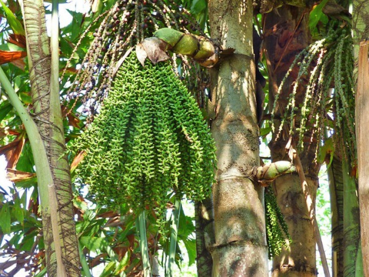 Đặc sản có tên lạ, xưa không ai ăn nay dân thành phố "săn lùng" khắp nơi vì hương vị đặc biệt, vừa ngon vừa hiếm