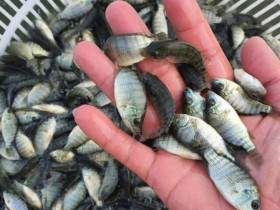 13 loại cá là "vua dinh dưỡng", ít ngậm hóa chất được bán đầy chợ Việt với giá rẻ, từ 10.000 đồng có thể mua