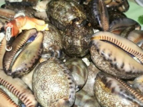 Loại ốc có tên "ngượng đỏ mặt", xưa không ai ngó ngàng nay dân thành phố ưa chuộng, 150.000 đồng/kg