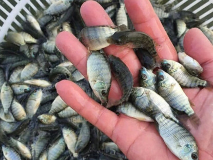 13 loại cá là "vua dinh dưỡng", ít ngậm hóa chất được bán đầy chợ Việt với giá rẻ, từ 10.000 đồng có thể mua