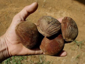 Loại quả mọc dại trong rừng có tên nghe kỳ lạ, xưa không ai biết giờ được người dân hái về, dùng thay mỡ lợn rất ngon