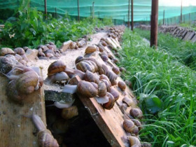 Đặc sản nghe tên "sợ khiếp vía", xưa không ai dám ăn, nay là món thơm ngon được ưa chuộng, giá 120.000 đồng/kg