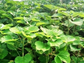 Cây dại mọc bờ bụi có tên rất lạ, xưa không ai biết đến nay làm thành món đặc sản nổi tiếng, hương vị đặc biệt