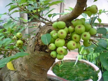 Loại quả tốt cho sức khỏe được trồng bạt ngàn ở Việt Nam, là đặc sản lạ được dân thành phố tìm mua, 250.000đ/kg