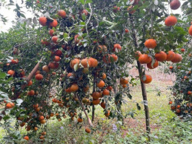 Loại quả "tốt nhất thế giới" chỉ có ở Thái Nguyên, trồng một lần thu hoạch nhiều năm, thành đặc sản được ưa chuộng dịp Tết