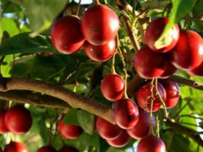 Loại quả xưa không ai ngó ngàng, nay thành đặc sản có vị độc lạ, dân thành phố "săn lùng" làm nhiều món ngon