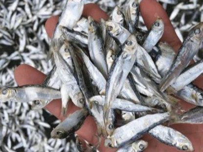 13 loại cá giàu canxi, omega-3 biểu trưng cho sự may mắn, ở chợ Việt bán đầy, từ 15.000 đồng là mua được