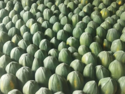 Loại quả "tốt nhất thế giới" chỉ có ở Tây Ninh, trồng 6 tháng cho thu hoạch, thành đặc sản Tết được ưa chuộng