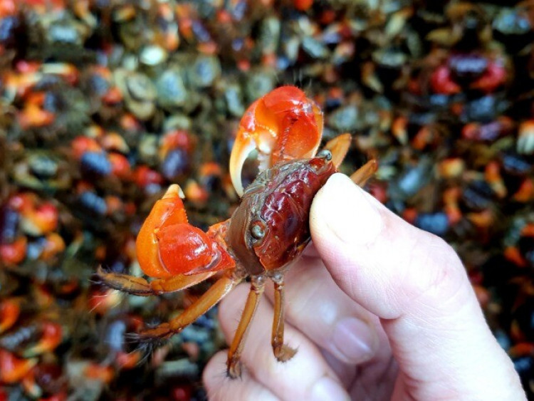 12 đặc sản đến Thanh Hóa nhất định phải thử, có món nghe tên 