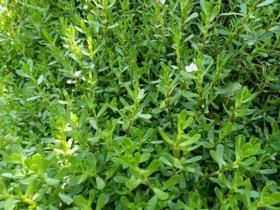 Cây dại mọc bờ mương có vị đắng, nay được ưa chuộng ở thành phố vì hương vị đặc biệt, vừa ngon vừa bổ