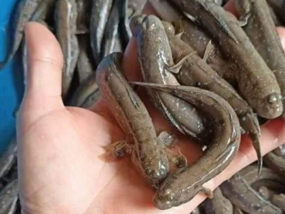 Đặc sản chỉ có ở Ninh Bình chui lên từ bùn đất, xưa không ai ngó ngàng nay dân thành phố ưa chuộng, 200.000 đồng/kg