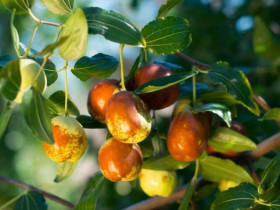 Loại quả xưa không ai biết đến, nay thành đặc sản dân thành phố ưa chuộng vì hương vị lạ, vang danh khắp nơi