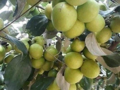 Loại quả "tốt nhất thế giới" chỉ có ở Bắc Ninh, thành đặc sản hút khách dịp Tết, trồng một lần thu hoạch nhiều năm