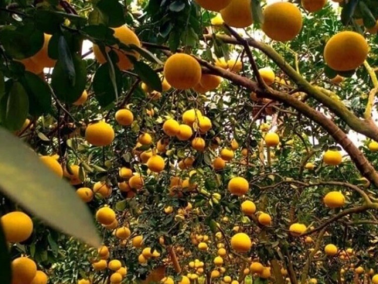 Loại quả "tốt nhất thế giới" chỉ có ở Hà Nội, trồng một lần thu hoạch nhiều năm, thành đặc sản được ưa chuộng dịp Tết