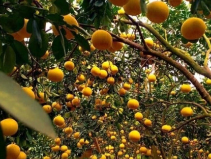 Loại quả "tốt nhất thế giới" chỉ có ở Hà Nội, trồng một lần thu hoạch nhiều năm, thành đặc sản được ưa chuộng dịp Tết