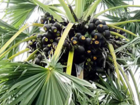 Loại quả xưa rụng đầy không ai ngó ngàng, nay thành đặc sản Tết 200.000 đồng/kg, trồng một lần thu hoạch nhiều năm