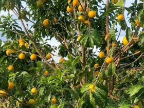 Đặc sản có tên "ngượng đỏ mặt", xưa không ai biết nay được ưa chuộng dịp Tết giá 80.000 đ/kg, thu hoạch quanh năm