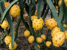 Loại quả đắt nhất thế giới, Việt Nam trồng 10 tháng cho thu hoạch, thành đặc sản nổi tiếng tốt cho sức khoẻ