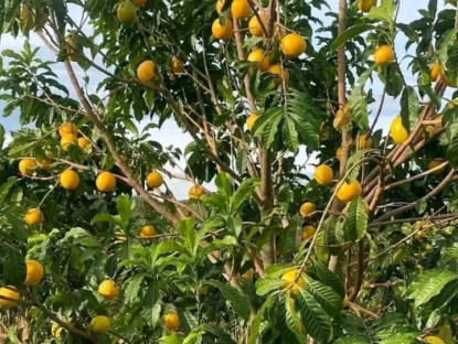 Đặc sản có tên "ngượng đỏ mặt", xưa không ai biết nay được ưa chuộng dịp Tết giá 80.000 đ/kg, thu hoạch quanh năm