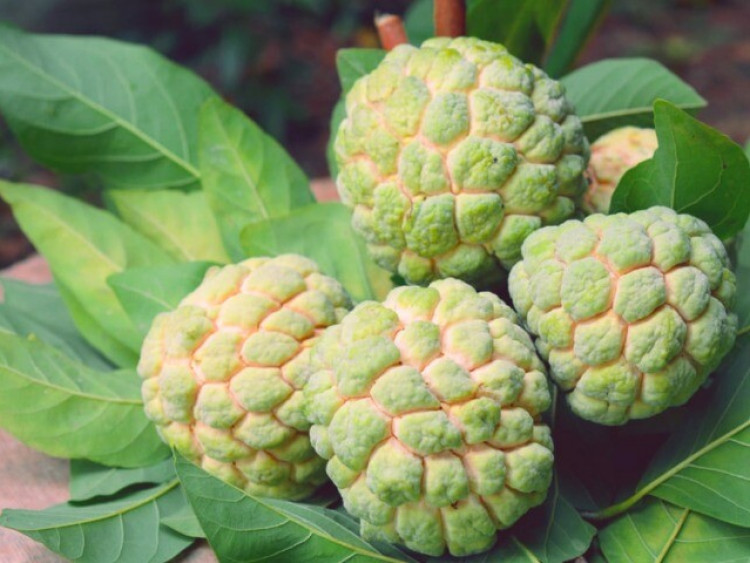 12 loại quả đặc sản dịp Tết Bính Ngọ 2026, nhà nào cũng có nhưng không nên ăn nhiều, cẩn thận hại đường tiêu hóa