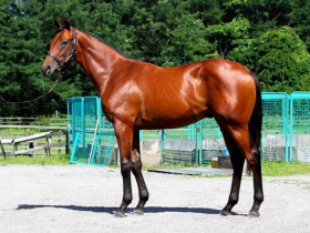 5 thú cưng đắt nhất hành tinh: Chỉ giới siêu giàu mới dám bỏ hơn 1.000 tỷ đồng để sở hữu một con vật nuôi