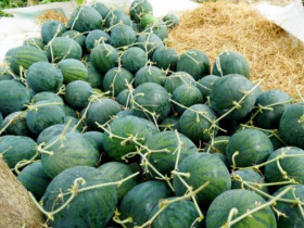 Loại quả “tốt nhất thế giới” ở miền Tây, trồng 3 tháng cho thu hoạch, thành đặc sản được ưa chuộng dịp Tết giá 400.000 đ/quả