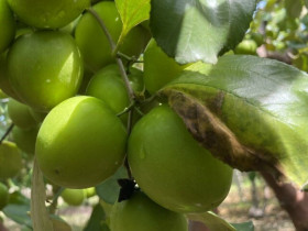 Loại quả “tốt nhất thế giới” chỉ có ở Khánh Hoà, thành đặc sản nổi tiếng hút khách dịp Tết, tốt cho sức khoẻ