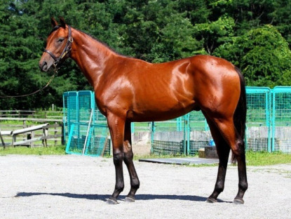 5 thú cưng đắt nhất hành tinh: Chỉ giới siêu giàu mới dám bỏ hơn 1.000 tỷ đồng để sở hữu một con vật nuôi