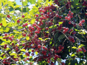 Loại quả xưa không ai ngó ngàng giờ được dân thành phố ưa chuộng vì hương vị lạ, giá 30.000 đồng/kg