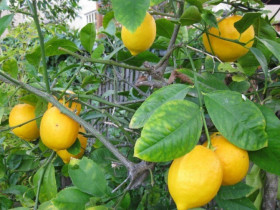 Loại quả "tốt nhất thế giới" chỉ có ở Lâm Đồng, trồng một lần thu hoạch nhiều năm, thành đặc sản được ưa chuộng