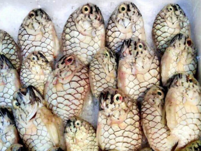 Loài cá tên giống một loại trái cây, được "săn lùng" vì thịt thơm ngon, giá 500.000 đồng/kg