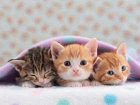 5 thú cưng mang lại hạnh phúc cho người cao tuổi, có loài giúp giảm nguy cơ mất trí nhớ